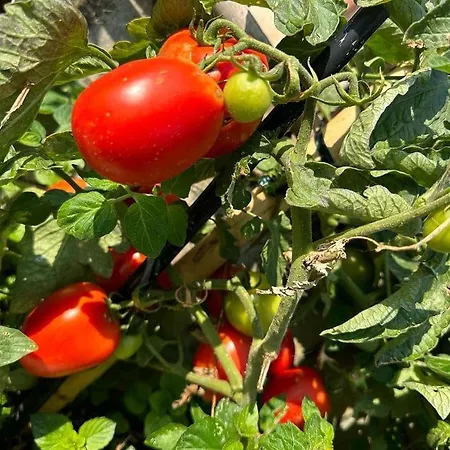 Eleni Country 2 Semesterbostad *