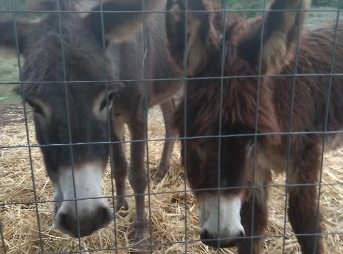 Eleni Country 2 * Фенеос