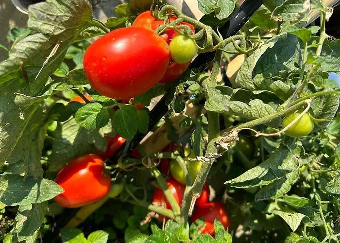 Eleni Country 2 Дом отдыха *